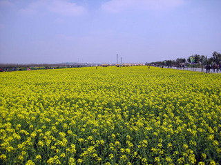 11年4月奉賢菜花節12#.jpg